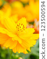 Yellow flower, Closeup of yellow Cosmos flower on blurred green background under sunlight with copy space using as background natural flora landscape, ecology cover page concept. 123500594