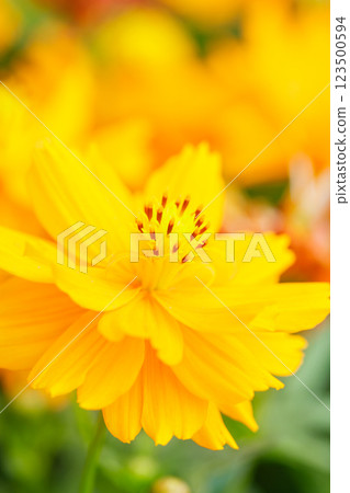 Yellow flower, Closeup of yellow Cosmos flower on blurred green background under sunlight with copy space using as background natural flora landscape, ecology cover page concept. 123500594