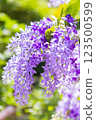 Beautiful purple wreath vine (Petrea Volubilis) or queen's wreath vine flower on blurred background 123500599
