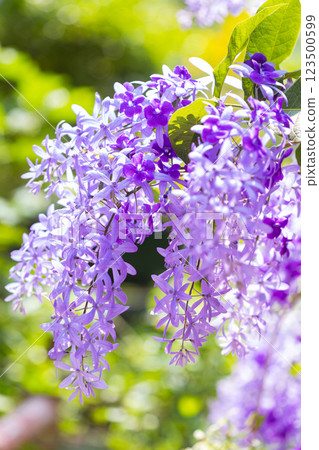 Beautiful purple wreath vine (Petrea Volubilis) or queen's wreath vine flower on blurred background 123500599