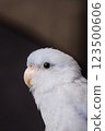 Beautiful tiny cute Forpus parrot bird, Exotic pet 123500606