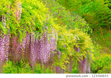 Fresh greenery and wisteria flowers in full bloom Fresh greenery and wisteria flowers in full bloom 123500653