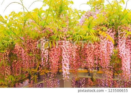 Fresh greenery and wisteria flowers in full bloom 123500655
