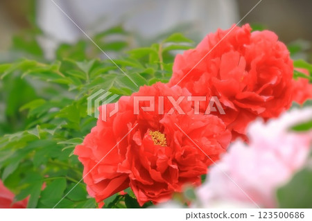 Brilliant red peony flower 123500686