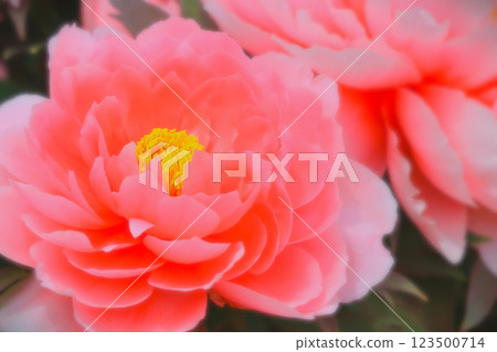 粉紅色牡丹特寫 粉紅色牡丹特寫 123500714