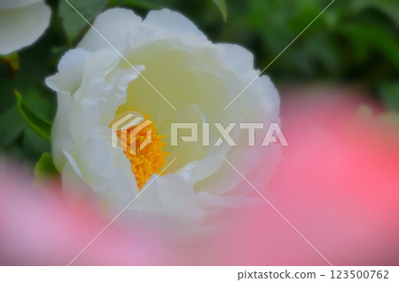 清新的白牡丹搭配粉紅色的前景模糊 123500762