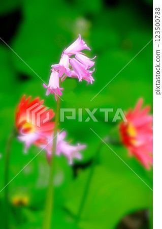 可愛的粉紅色 Scilla hispanica 和紅色非洲菊 可愛的粉紅色 Scilla hispanica 和紅色非洲菊 123500788