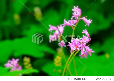 Lovely pink Scilla hispanica Lovely pink Scilla hispanica 123500789