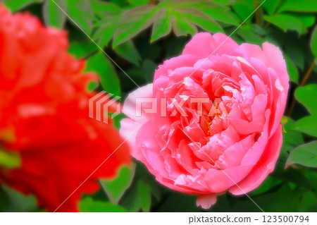 Beautiful pink peony flowers 123500794