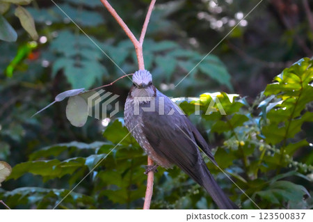 Bulbul Bulbul 123500837