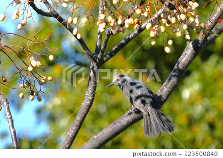Bulbul Bulbul 123500840