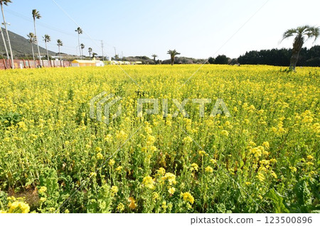 渥美半島油菜節 渥美半島油菜節 123500896