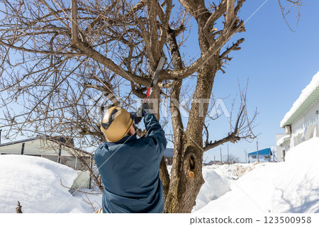修剪李子樹 修剪李子樹 123500958