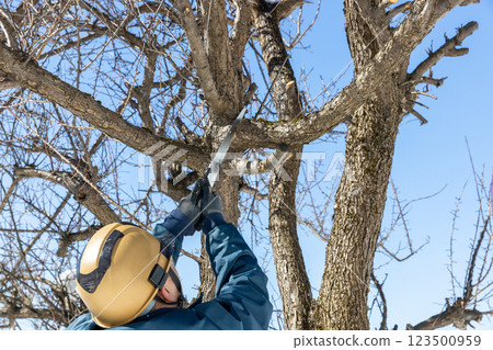 修剪李子樹 123500959