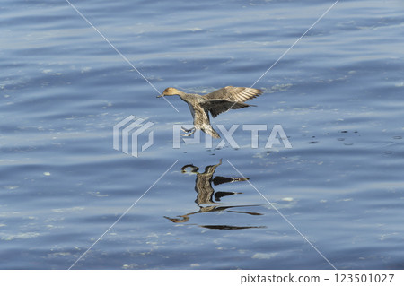 Pintail 123501027