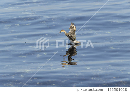 Pintail Pintail 123501028