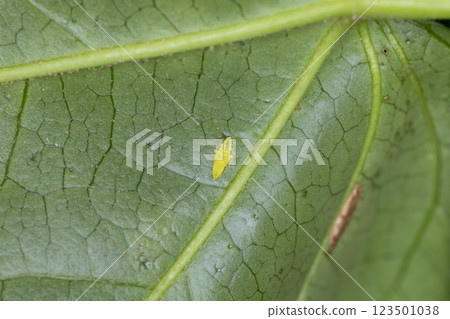 Cross Jihososaji Yokobai 123501038