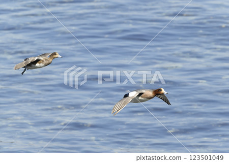 Wigeon Wigeon 123501049