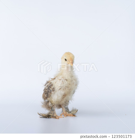 Portrait of cute baby chick Cochin on white background. Mini Cochin chicken has a small round shape and has feathers on its feet. 123501173