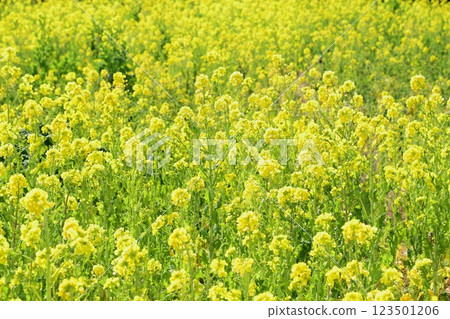 Yellow rapeseed field 123501206