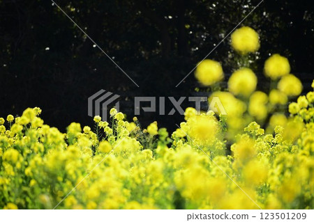 黃色的油菜花田 黃色的油菜花田 123501209