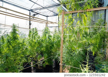A lush marijuana plant  with stem and leaves under the sunshine. A herbal plant used for medical purposes to make the medicine. A weed plant for smoking and making drugs. 123501242