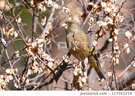 一隻可愛的石雀，在藍天中展現出它原來的存在 123501259