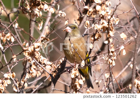 一隻可愛的石雀,在藍天中展現出它原來的存在 一隻可愛的石雀,在藍天中展現出它原來的存在 123501262