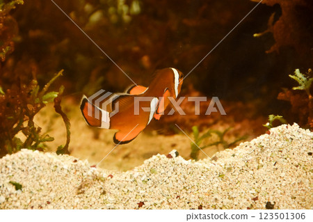 A clownfish swimming comfortably in an aquarium 123501306
