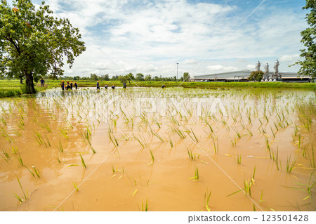 Farmers, wearing straw hats, are transplanting rice seedling in rice paddy fields, in rural area North East of Thailand. Farmers, wearing straw hats, are transplanting rice seedling in rice paddy fields, in rural area North East of Thailand. 123501428