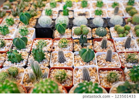 Close up glowing Various small Cactus are arranged in plastic pot for decorate home. That is the others choice for hobby in quarantine coronavirus period. 123501433