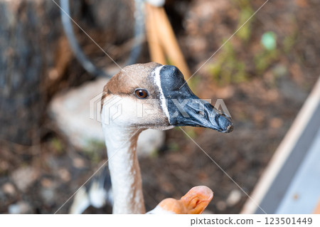 The goose with a Goose with white on the ground in farm garden 123501449