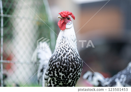 Hamburg Chick at the outdoor field in human home garden. 123501453