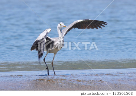 Gray heron Gray heron 123501508