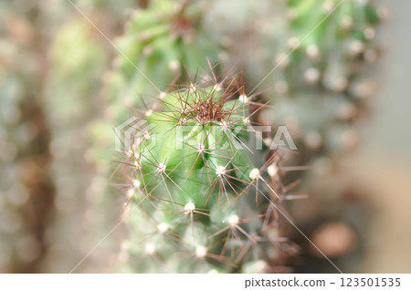 cactus , ERIOCEREUS Harrisia jusbertii or cactus or Fairytale castle or Cereus peruvianus or mammillaria cactus , ERIOCEREUS Harrisia jusbertii or cactus or Fairytale castle or Cereus peruvianus or mammillaria 123501535