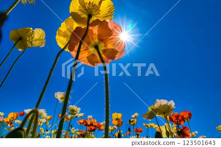 藍天和罌粟 123501643