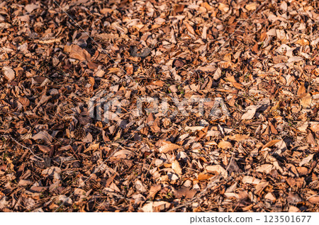 一邊落葉 123501677