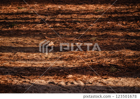 在森林裡的樹影 在森林裡的樹影 123501678