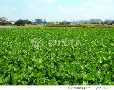 郊區大豆田的夏季風景 123501722