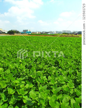 Summer scenery of a suburban soybean field Summer scenery of a suburban soybean field 123501723