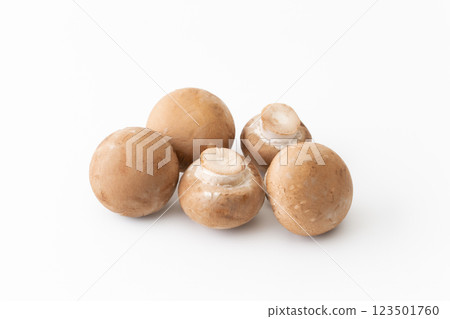 Brown mushrooms on a white background 123501760
