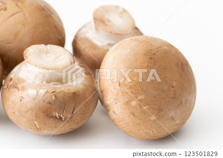 棕色蘑菇特寫 123501829
