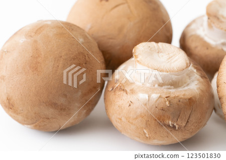 棕色蘑菇特寫 123501830