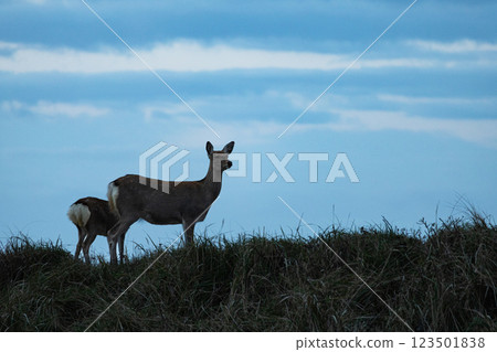Ezo deer living robustly in the eastern part of Hokkaido at dusk 123501838