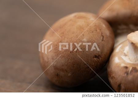 棕色蘑菇特寫 123501852