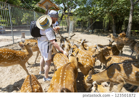 A man hands feeds deer in a park on Orchid Island in Vietnam, Nha Trang. Deer crowd, push, and beg for treats. Close-up, selective focus. 123501872