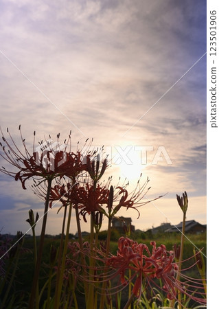 Red spider lilies Yagachi River 123501906