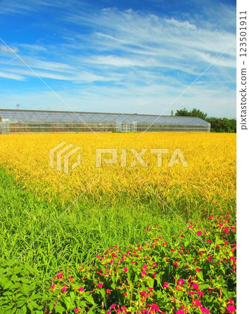 夏季稻田風光,田脊上盛開著採摘的牽牛花 夏季稻田風光,田脊上盛開著採摘的牽牛花 123501911