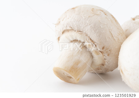 白蘑菇特寫 白蘑菇特寫 123501929