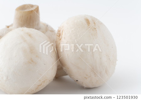 White mushroom close-up White mushroom close-up 123501930